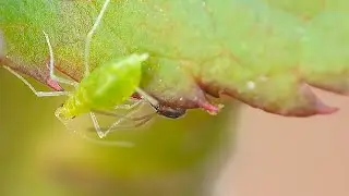 Ant 🐜 vs Aphid