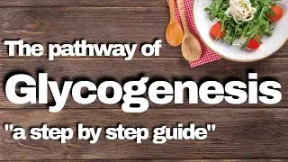 Glycogenesis pathway | a step by step guide