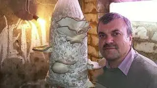 Как мы выращивали грибы под домом, в подвале