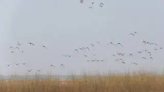 ДЕЛАЕМ СКРАД ДЛЯ ОХОТЫ НА УТОК. РАЗВЕДКА ТЕРРИТОРИИ