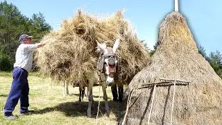 BARGA de HIERBA ancestral. Corte con DALLA, transporte en CABALLERÍAS y almacenamiento en MODOLONES