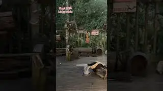 Skunks and raccoons at supper. Peanut Butter Club Diary
