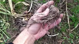 Рокамболь Эксперимент Корневая Система