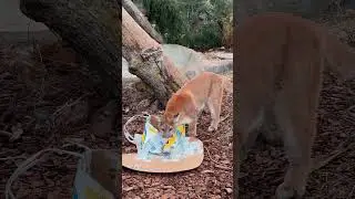 Puma Super Bowl Prediction