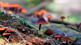 Forest Creek - 1 Hour Of Relaxing Ambient Music