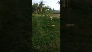 Kambing Apa Domba