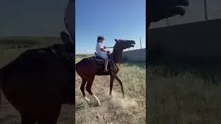 2 жасар ат