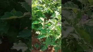 Mini Vlog 1 By Karan Coder #vlog #shorts #coding #fullstackwebdevelopment