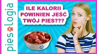 Ile kalorii powinien jeść twój pies?