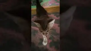 Просто лопоухий котёнок
