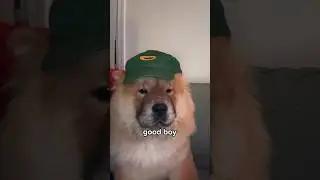 “Chow Chows are the Worst Dogs!”