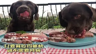 只要我吃得够快 就不需要剪辑 #生骨肉 #快手汪星人 #拉布拉多犬 快手