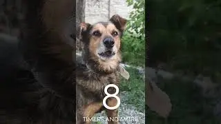 10 Second Dogs