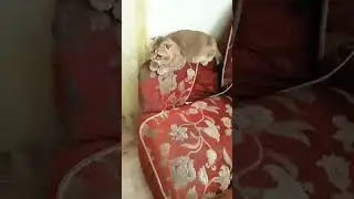 пылесос