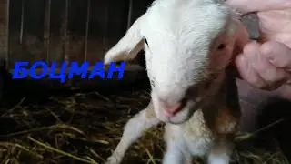 ЖИЗНЬ В ДЕРЕВНЕ//Завершился окот у овец//