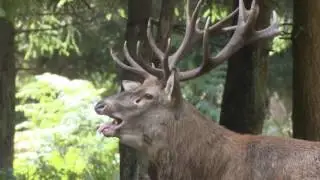Découvrez la chasse de Beaumont Le Roger