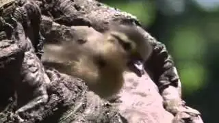 Будь орлом ,а не уткой