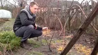 Cięcie winorośli pojedynczy Guyot część 2/2