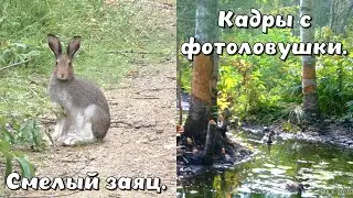 Прогулка ранним утром. На плотине у бобров.(кадры с фотоловушки)