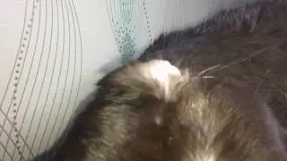 У кота сломанное ухо сломанное ухо, британский кот в слоумо  срочно смотреть