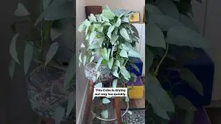 Soil line receding? Watering constantly? Here’s an effective fix!