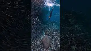 #shorts #philippines #freediving - The best country in the world for freediving! 😍