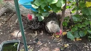 Chicken With A Pale Comb? Check These Two Things.