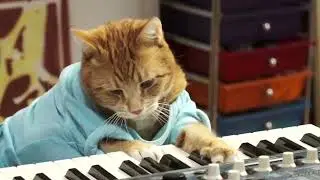 Keyboard Cat Irish???