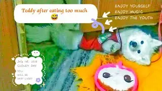 teddy after eating too much #teddy #puppy #love #Indianspitz #doglover