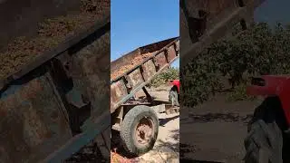 Antep Fıstığı Hasadı!