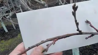 Персиковий сад. Як вибрати супер урожайні сорти .На що звертати увагу.