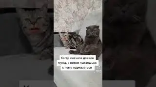 Кот говорящий рот. Когда сначала довела мужа, а потом пытаешься к нему подмазаться