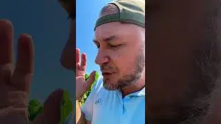 Первый виноград🍇🍇🍇