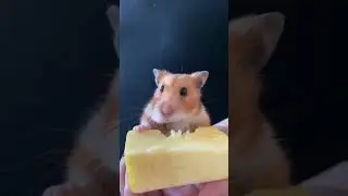 буся