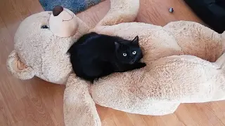 A Cat's Guide to Winter ❄️️