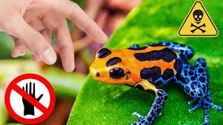 ☠️NICHT BERÜHREN! 😲 DIE 10 GIFTIGSTEN LEBEWESEN AUF DEM PLANETEN.
