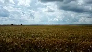 Ячменное поле в окрестностях деревни Дмитриевка. Неверкинский район.