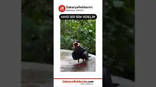 Haydi Bir İsim Verelim