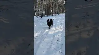 Дрова в хозяйстве вещь нужная