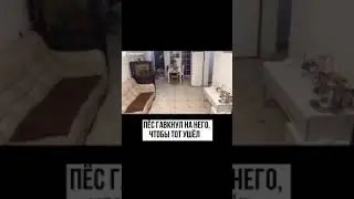 ВОТ ЭТО СОБАКА! 🐕
