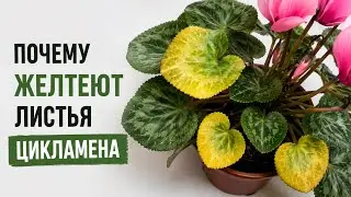Как засыпает цикламен . Почему увядают и желтеют листья цикламена#цикламены #цикламен #домашниецветы