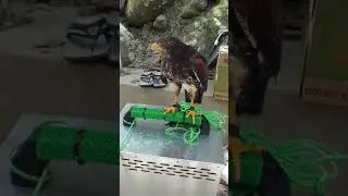 20190803 大豹溪 東峰烤肉區 遊客的寵物 老鷹