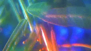 [FREE] isaiah rashad x j cole type beat - birds