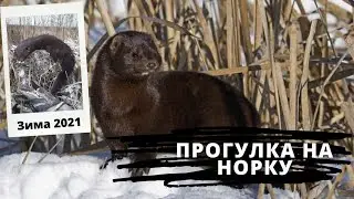 прогулка на норку 2021