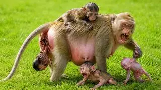 Cute Baby Monkey Daily Life with Mommy Monkey LIVE 24/7 leo monkey