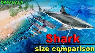 Shark Size Comparison 🦈 Which Shark is the biggest?