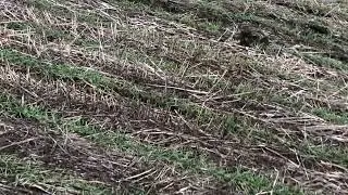Підсумки мого No-till господарювання, і не тільки…