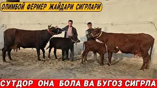 СУТДОР  ОНА  БОЛА  СИГРЛАРНИ  ЗУРЛАРИ  ОЛИМБОЙ ФЕРМЕР ! 21-ОКТАБРЬ