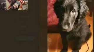dogs dont have race