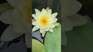 Нимфея Денвер🌼✨🌼✨🌼23 июля 24г🌿